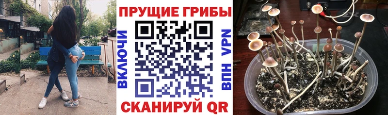купить наркоту  Макушино  Галлюциногенные грибы прущие грибы 
